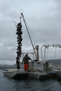 HarvestingTheOysters-2