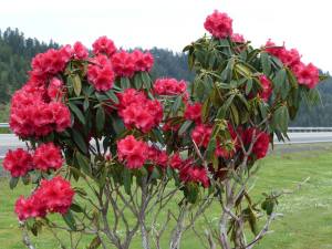 Rhodies-5