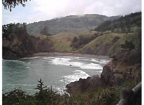 Beaches-CoveSurfTrees