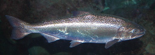 ChinookSalmon