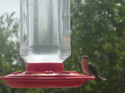 HummingbirdAtFeederLooking