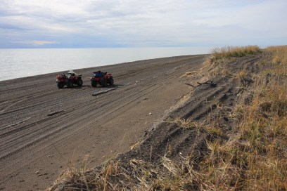 ATVs are excellent tools for getting around. It's best to use them only on beaches where there is no permanent damage and tracks are washed away by waves. Tundra plants cannot bounce back as easily as gravel. 2 ATVs on a beach