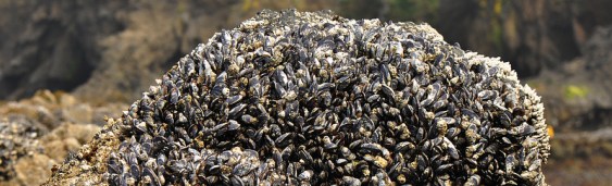 YHL-Tidepooling-Mussels