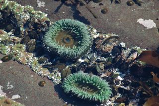 YHL-Tidepooling-OpenSeaUrchin