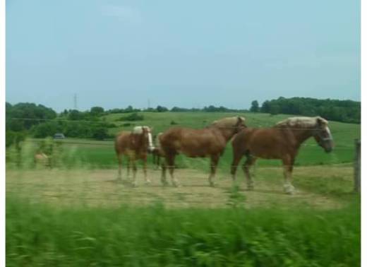 AmishWorkHorses