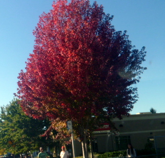 Oregon-FallColorsBend