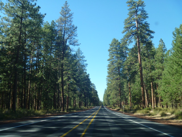 Oregon-IntoTheForest