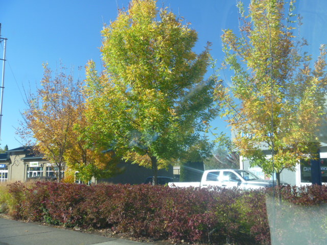 Oregon-MoreBendFallColors