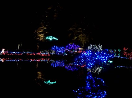 LeapingPondFrogWReflection!