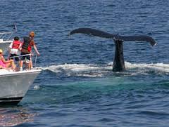 WhaleWatchingInBoat