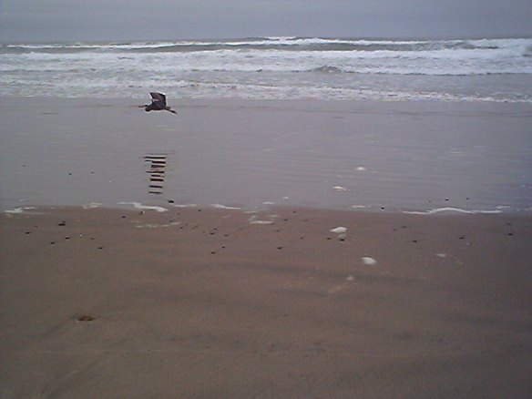 CraneFlyingBeachNewport