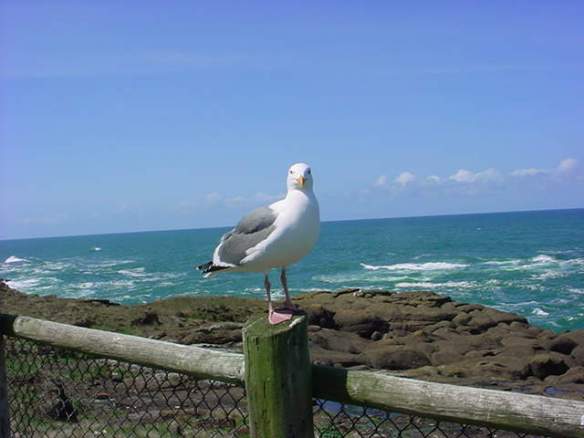 SeagullOnPostOcean