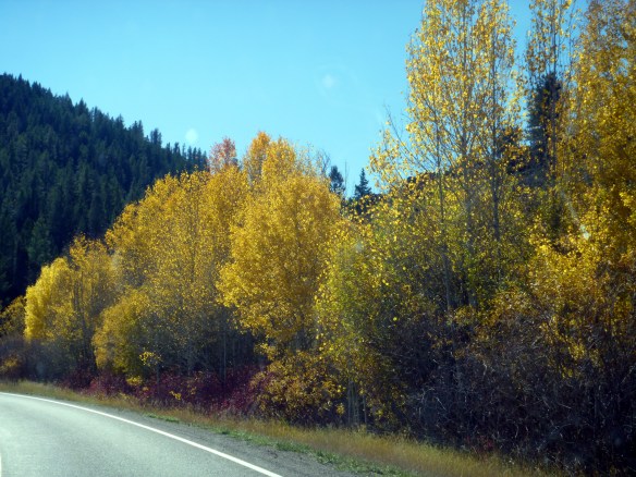 caribou-fallcolors-5