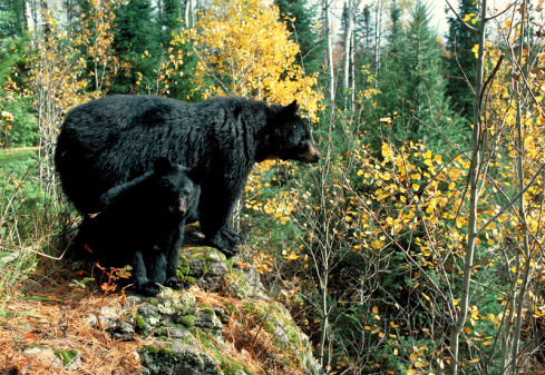oregon-blackbearfallcolors