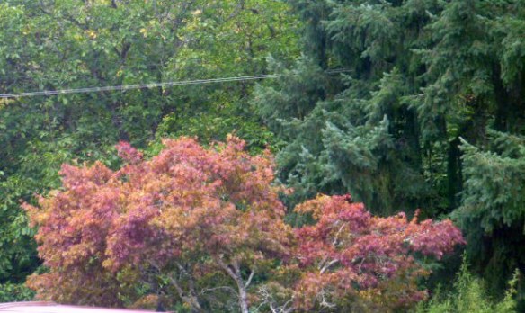 oregon-fallcolorsurhmaple