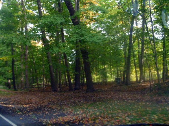 valleycarpetofleaves