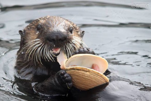 seaotter
