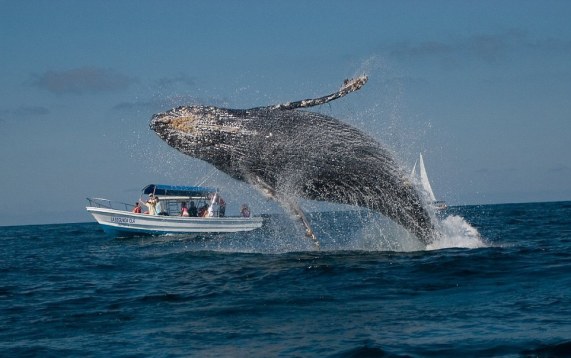whalewatching-greywhalebreaching-2