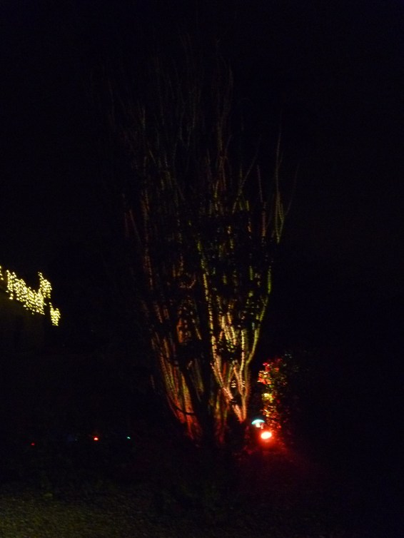 moonvalley-13-ocotillo