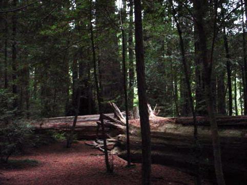 redwoods-2