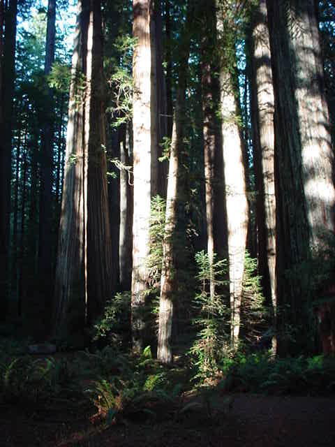 redwoods-6