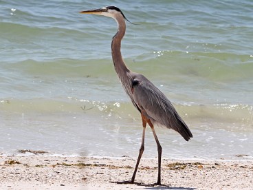crane-blueheron